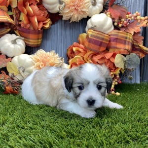 Coton de Tulear Puppy Quinn