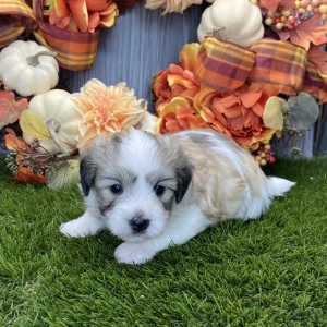 Coton de Tulear Puppy Quinn