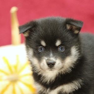 Pomsky Puppy Madison