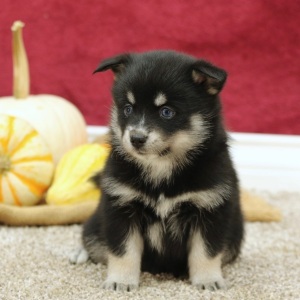 Pomsky Puppy Madison