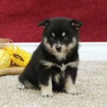 Pomsky Puppy Madison