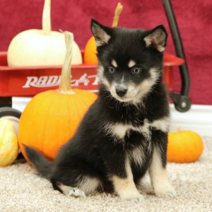 Pomsky Puppy Madison