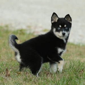 Pomsky Puppy Madison