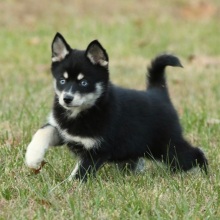 Pomsky Puppy Madison