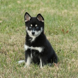 Pomsky Puppy Madison