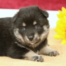 Pomsky Puppy Kody