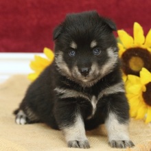 Pomsky Puppy Kody