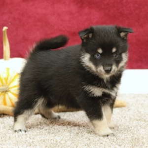 Pomsky Puppy Kody