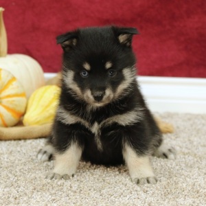 Pomsky Puppy Kody