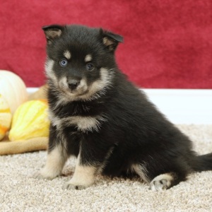 Pomsky Puppy Kody