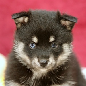 Pomsky Puppy Kody