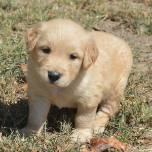 Golden Retriever Puppy Trey