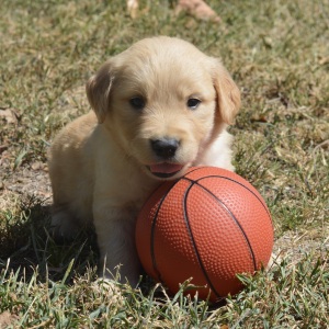 Golden Retriever Puppy Trey