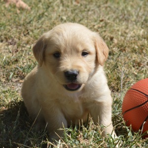 Golden Retriever Puppy Trey
