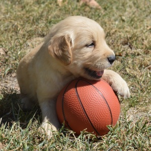 Golden Retriever Puppy Trey