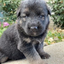 German Shepherd Dog Puppy Inez
