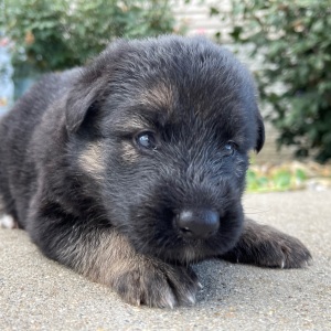 German Shepherd Dog Puppy Inez