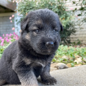 German Shepherd Dog Puppy Inez