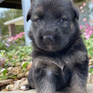 German Shepherd Dog Puppy Inez