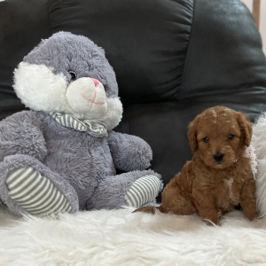 Goldendoodle Puppy Daisy Mae