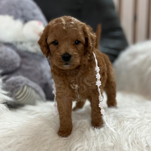 Goldendoodle Puppy Daisy Mae