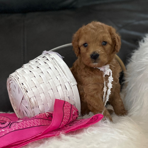 Goldendoodle Puppy Daisy Mae