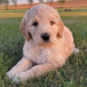 Labradoodle Puppy Addy