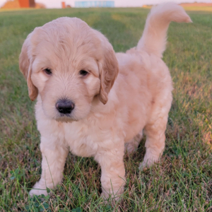Labradoodle Puppy Addy