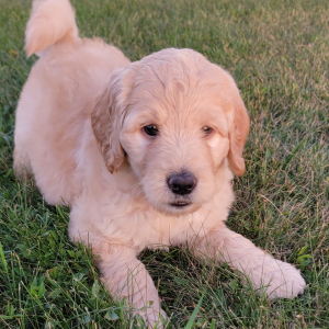 Labradoodle Puppy Addy
