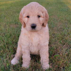 Labradoodle Puppy Addy