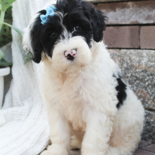 Portuguese Water Dog Puppy Betsy