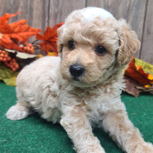 Poodle Puppy Bayley