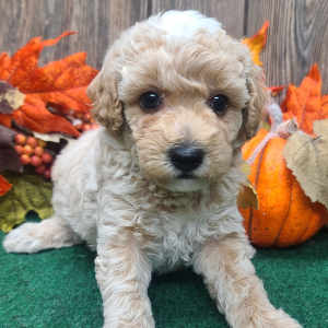 Poodle Puppy Bayley