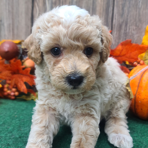 Poodle Puppy Bayley