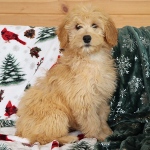 Aussiedoodle Puppy Harriet