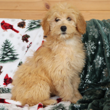 Aussiedoodle Puppy Harriet