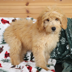 Aussiedoodle Puppy Harriet