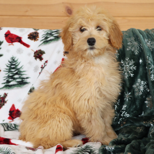 Aussiedoodle Puppy Harriet