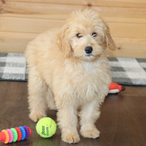 Aussiedoodle Puppy Harriet