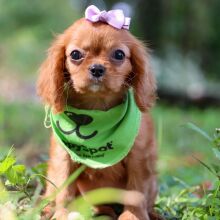 Cavalier King Charles Spaniel Puppy Avery