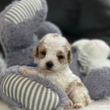 Bichonpoo Puppy Duke