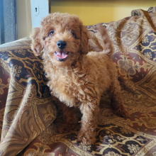 Labradoodle Puppy Rudy