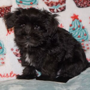 Miniature Schnauzer Puppy Drake