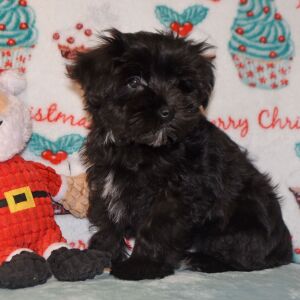 Miniature Schnauzer Puppy Drake