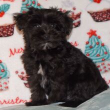 Miniature Schnauzer Puppy Drake