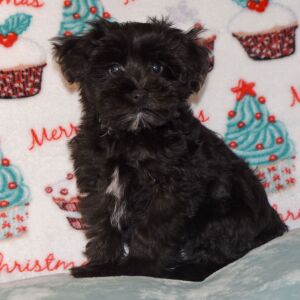 Miniature Schnauzer Puppy Drake