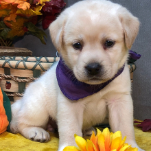 Labrador Retriever Puppy Summer