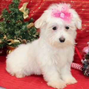 Maltese Puppy Leya