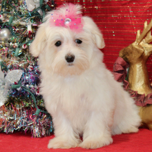 Maltese Puppy Leya