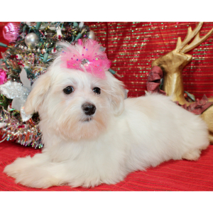 Maltese Puppy Leya